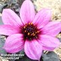 Dahlia 'Happy Days Purple'