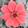 Dahlia 'Happy Days Red'