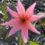 Dahlia 'Hawaiian Sunrise'