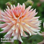 Dahlia 'Henriette'