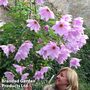 Dahlia 'Imperialis Tree Dahlia'