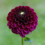 Dahlia 'Ivanetti'