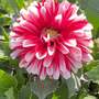 Dahlia hybrid 'Dalaya Jadoo'