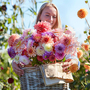 Dahlia 'Kaleidoscope Mix'