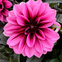 Dahlia 'Labella Grande Chocolate Pink'
