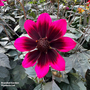 Dahlia x hortensis 'Lubega Dark Velvet'