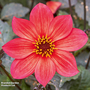 Dahlia x hortensis 'Lubega Dark Red Glow'