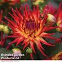 Dahlia labella 'Maggiore Fire'