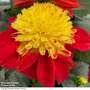 Dahlia 'Dahlina Maxi Starburst'