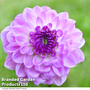 Dahlia 'Mediterranee'