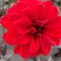 Dahlia 'Mountain of Fire'