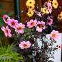 Dahlia 'Mystic Dreamer'