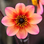Dahlia 'Mystic Fantasy'