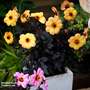 Dahlia 'Mystic Haze'