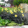 Dahlia 'Mystic Illusion'