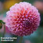 Dahlia 'Nathalie G'