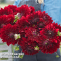 Dahlia 'National Velvet'