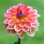 Dahlia 'Pacific View'