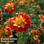 Dahlia 'Pooh'