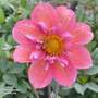 Dahlia 'Strawberry Bon Bon'