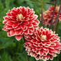 Dahlia Dinner Plate 'Sun Explosion'