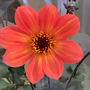 Dahlia 'Sunset Glow'