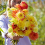 Dahlia 'Sunshine Bouquet Mix'