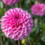 Dahlia 'Sweet Love'