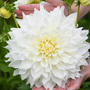 Dahlia Dinner Plate 'White Perfection'