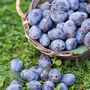 Plum Duo Patio Fruit Trees