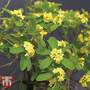 Daphne gemmata 'Royal Crown'