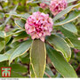 Daphne odora 'Rogalski'