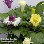 Datura metel 'Ballerina Mixed' - Seeds