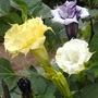 Datura metel 'Ballerina Mixed' - Seeds