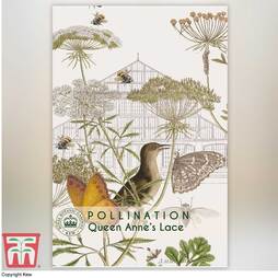 Daucus carota - Kew Pollination Seed Collection