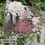Daucus carota Dara - Kew Flowerhouse Seed Collection