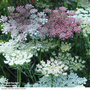Daucus carota 'Dara' - Seeds
