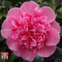 Camellia x williamsii 'Debbie'