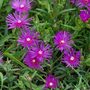 Delosperma cooperi