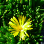 Delosperma congestum 'Yellow'