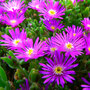 Delosperma aberdeenense 'Hot Pink'