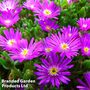 Delosperma aberdeenense 'Hot Pink'