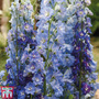 Delphinium 'Mixed'