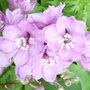 Delphinium Magic Fountains Cherry Blossom