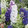 Delphinium hybridum 'Magic Fountains Mixed' - Seeds