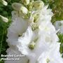 Delphinium Galahad