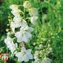 Delphinium elatum 'Double Innocence'