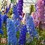 Delphinium 'Pacific Giants Mixed'