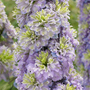 Delphinium elatum 'Highlander Crystal Delight'