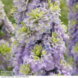 Delphinium elatum 'Highlander Crystal Delight'